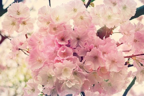 cherry blossoms  flowers  pink