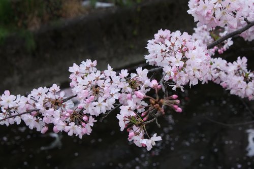 cherry blossoms  spring  petal