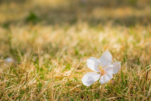 cherry blossoms  sakura  petal