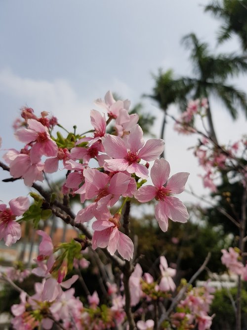 cherry blossoms  pink  flower