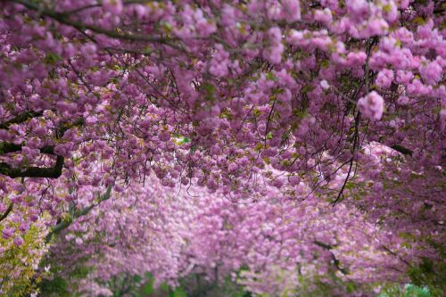 cherry blossoms pink purple