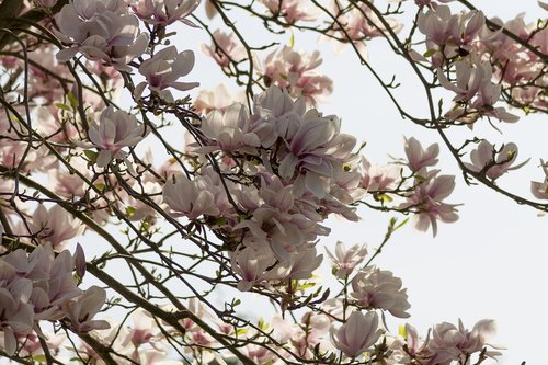 cherry blossoms  nature  spring