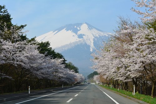 cherry blossoms  corridor  mountain