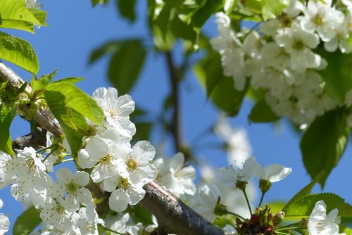 cherry blossoms  blossom  tree