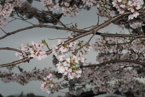 cherry blossoms  blossom  spring