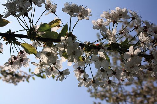 cherry blossoms  sky  blue