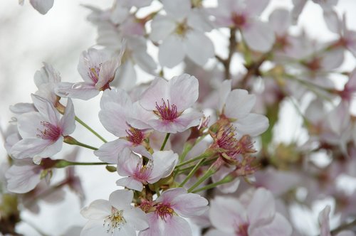 cherry blossoms  japan  landscape