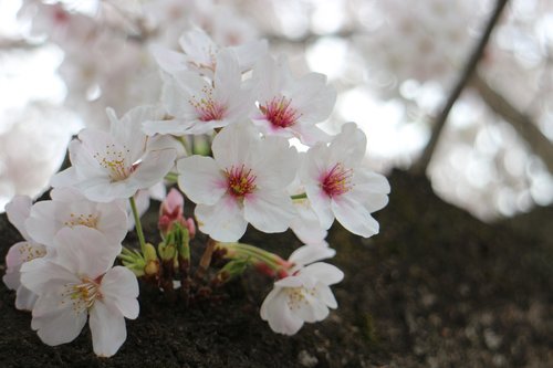 cherry blossoms  spring  flowers