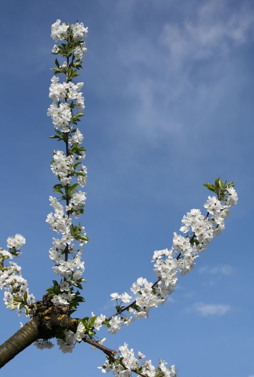 cherry blossoms branch sky