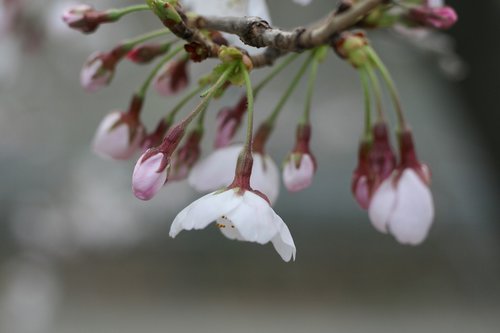 cherry blossoms  cherry tree  spring