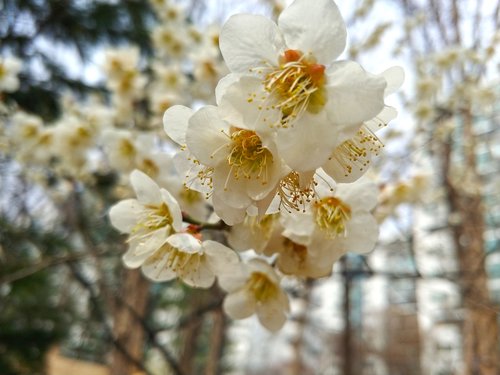 cherry blossoms  nature  natural