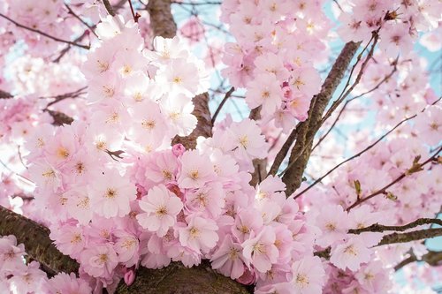 cherry blossoms  petals  nature