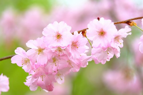 cherry blossoms  petals  spring