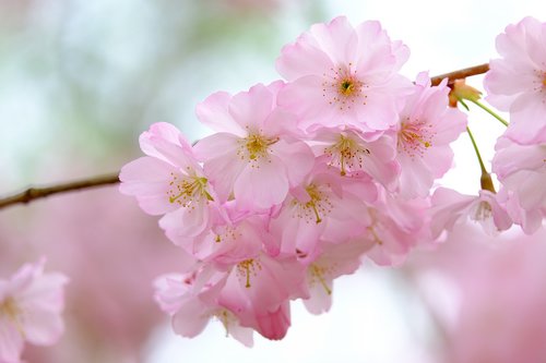 cherry blossoms  branch  petals