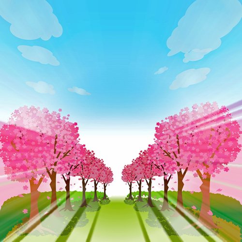 cherry blossoms  sakura  tree grove