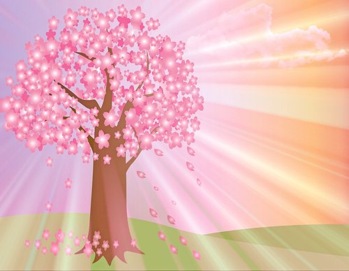 cherry blossoms  sakura  tree grove