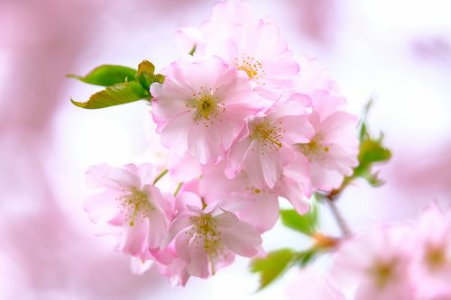 cherry blossoms  nature  spring