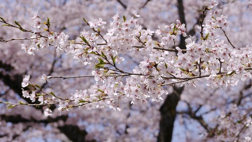 cherry blossoms  in full bloom  japan
