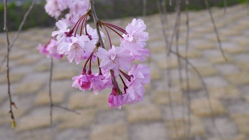 cherry blossoms  arboretum  plant