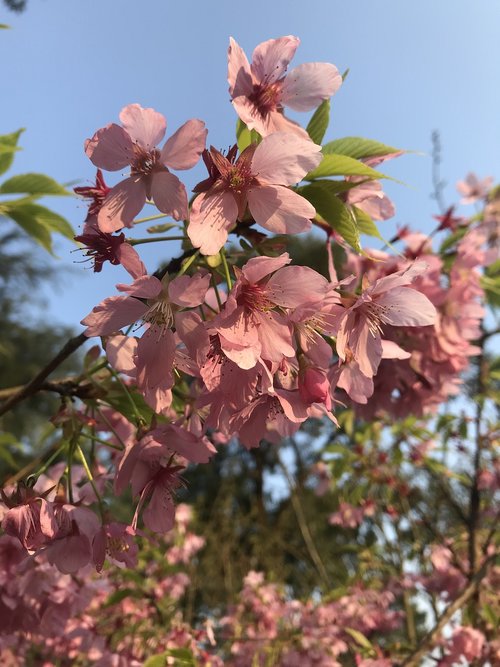 cherry blossoms  spring  pink