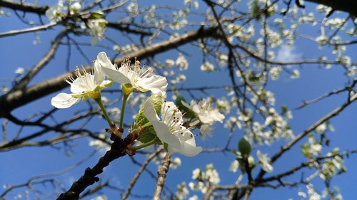 cherry blossoms  white flower  cherry-tree