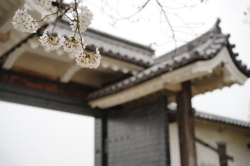 cherry blossoms  spring  japan