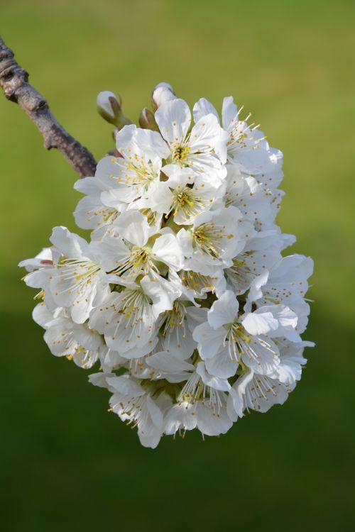 cherry blossoms flowers cherries