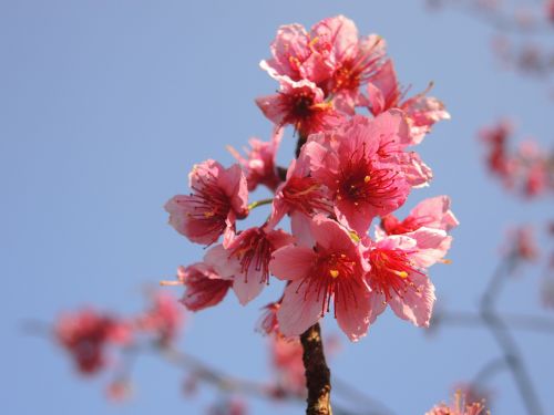 cherry blossoms flower pink