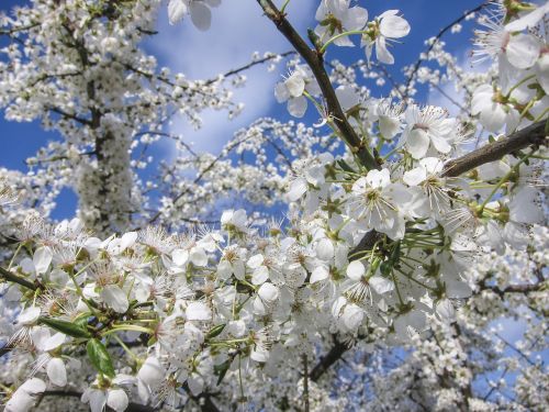 cherry blossoms flowers flower