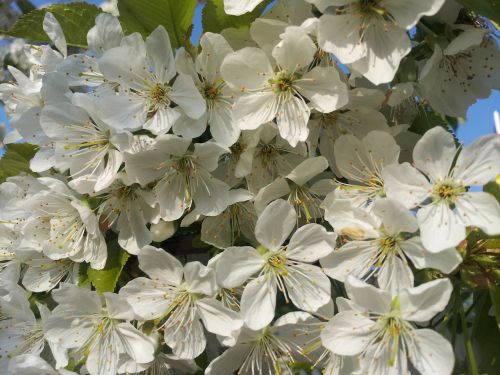 cherry blossoms white spring