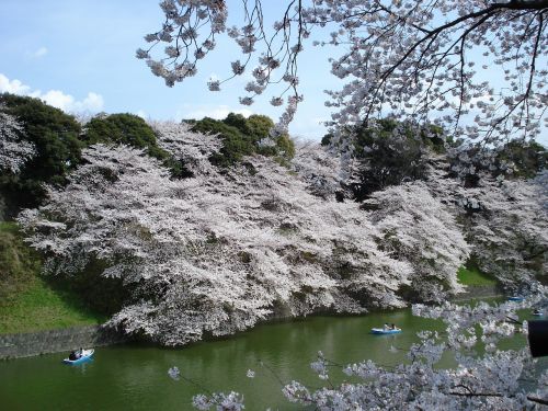 cherry blossoms trees spring