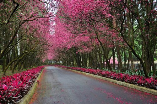 cherry blossoms road trail