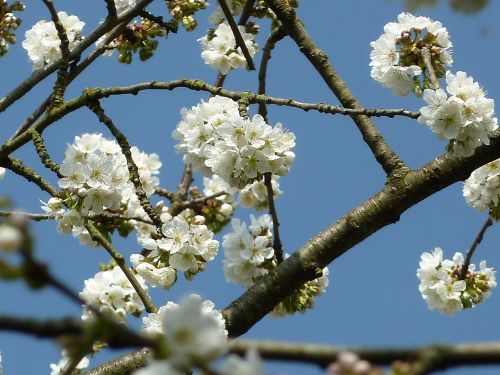 cherry blossoms spring blossom