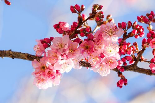 cherry blossoms natural blue day