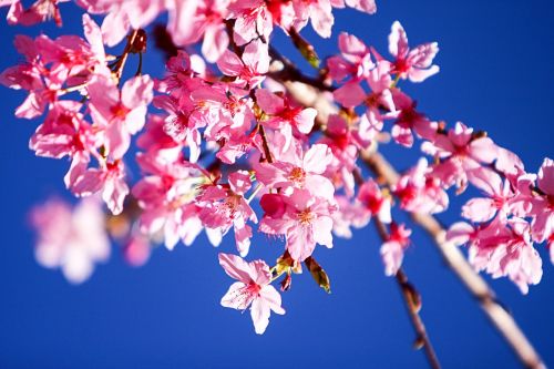 cherry blossoms flower pink