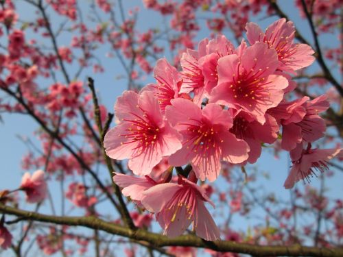 cherry blossoms yoshino yīng spring