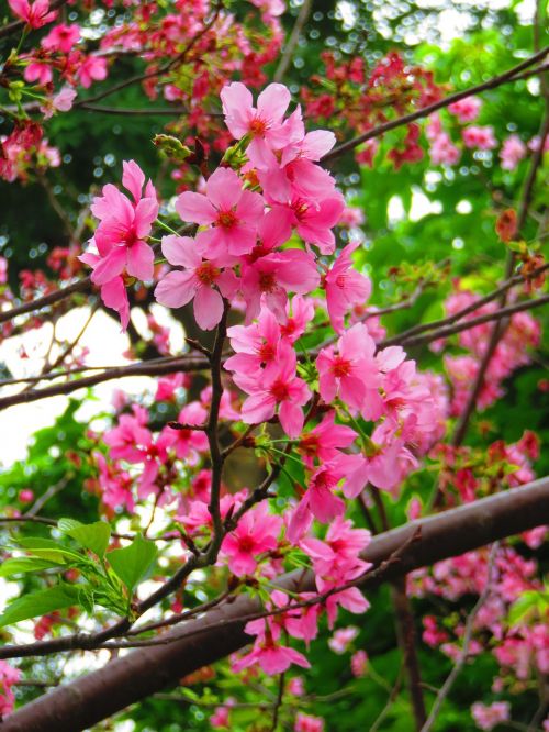 cherry blossoms yoshino yīng flower