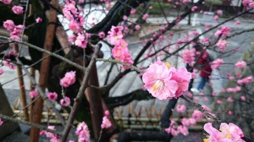 cherry blossoms pink red japan