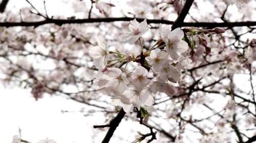 cherry blossoms flower plant