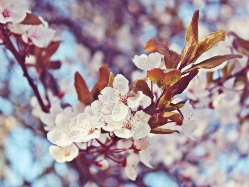 cherry blossoms flowers tree