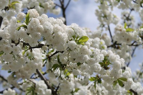 cherry blossoms blossom white