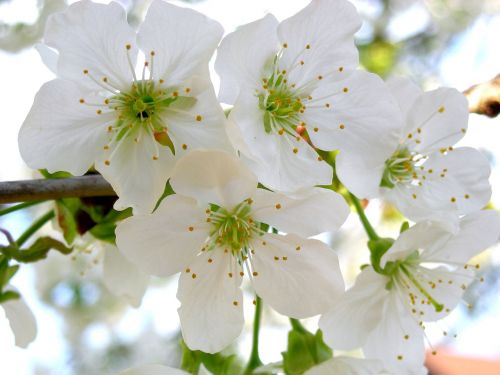 cherry blossoms garden cherry