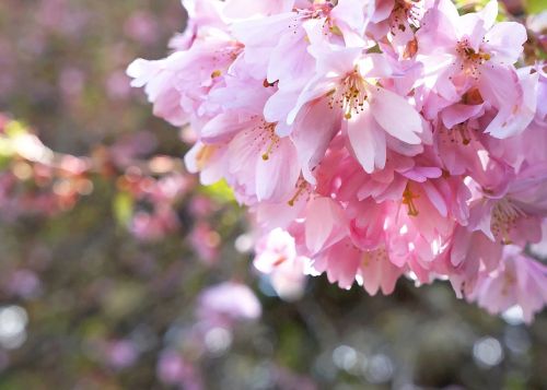 cherry blossoms blossoms spring