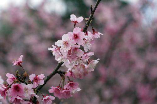 cherry blossoms wulai taiwan