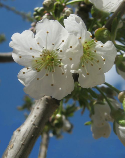 cherry blossoms white spring