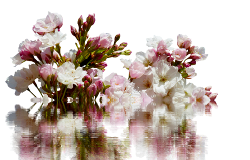 cherry branches isolated spring