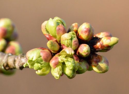 cherry bud close nature