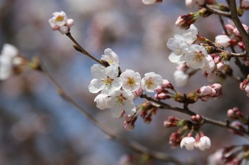 spring nature spring flowers