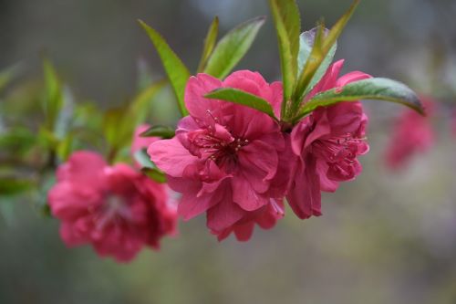 cherry flowers beauty wildflower