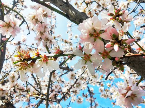 cherry flowers natural flower